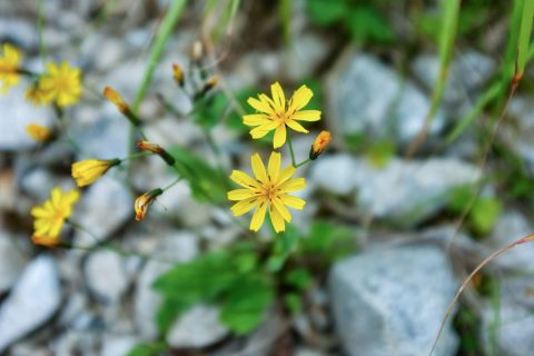 DSCF1174 DSCF1174