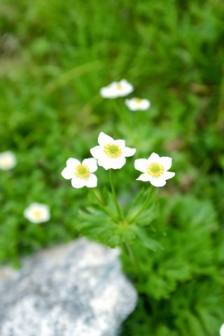 DSCF1181 DSCF1181