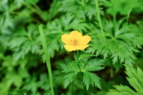 DSCF1195 DSCF1195