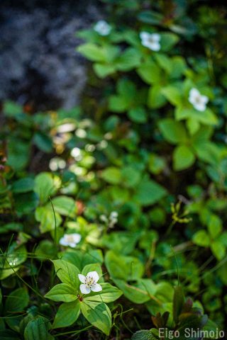 DSC_6566 DSC_6566