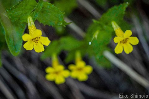 DSC_6786 DSC_6786